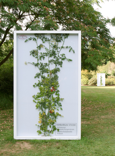 herbarium vivum 1