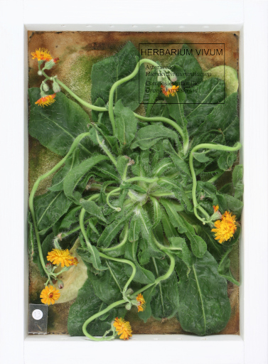 herbarium vivum 2